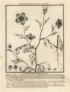 Láska v mlze. Nigella arvensis. od Unbekannter Künstler