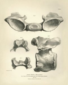 Bederní obratel prehistorického zvířete Macrauchenia, kterého nalezl Charles Darwin během své výzkumné cesty na palubě lodi Beagle. Zoologie plavby H.M.S. Beagle pod velením kapitána Fitzroye v letech 1832 až 1836 vydaná a zachovaná od Unbekannter Künstler