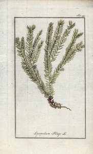 Lykopod v paličkách nebo lykopod lékařský (Lycopodium clavatum). Litografie z knihy "Afbeelding der Artseny-Gewassen" od Johannese Zorna (1739-1799), Nizozemsko. od Unbekannter Künstler