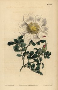 Macartneyova růže, Rosa bracteata od Unbekannt