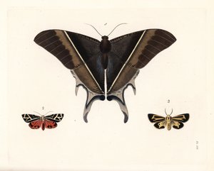 Macleanova vlaštovčí můra, Lyssa macleayi 1, skořicová můra, Callimorpha phyllira 2, a Naisova tygrovaná můra, Apantesis nais 3. Ručně kolorovaná litografie z nového vydání knihy Dru Druryho "Illustrations of Exotic Entomology" od Johna O. Westwooda, Bohn, od Unbekannter Künstler