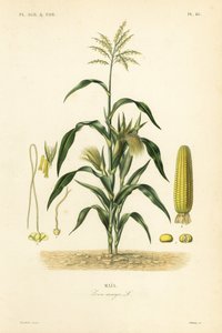 Kukuřice nebo kukuřice, Zea mays, Mais od Unbekannt