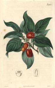 Samčí dřín, větev s plody. Ilustrace C. Curtis, rytina Weddell. Eau forte v The Curtis Botanical Magazine, autor Samuel Curtis od Unbekannter Künstler