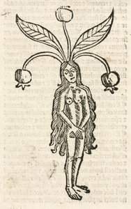 Mandragora (ženská forma) od Unbekannt