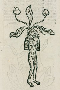 Mandragora od Unbekannt