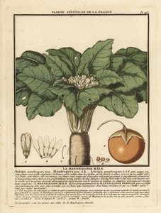 Mandragora, Mandragora officinalis. od Unbekannter Künstler