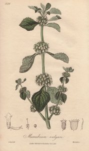 Marrubium vulgare (Marrubium vulgare) - Silná voda Williama Clarka k ilustraci knihy "Medical Botanical, Description of the Medicinal Plants of London, Edinburgh and Dublin" od Johna Stephensona a Jamese Morsse Churchilla, vydané v Londýně Johnem Churchile od Unbekannter Künstler