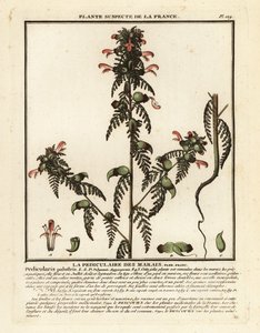 Všivec bahenní, Pedicularis palustris. od Unbekannter Künstler