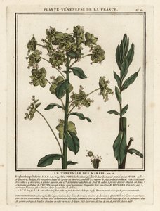 Pryšec bahenní, Euphorbia palustris. od Unbekannter Künstler