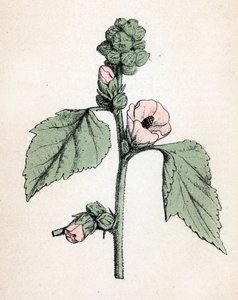 Marshmallow officinale (Althaea officinalis) (Sléz lékařský) (marshmallow, marsh mallow) Botanická tabulka z "Atlas colorie des plantes medicinales" od Paula Hariota od Unbekannter Künstler