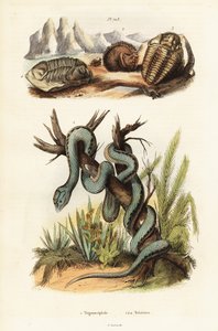 Martinican pit zmije a vyhynulí trilobiti. od Unbekannter Künstler