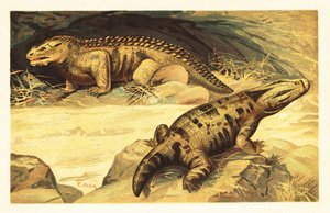 Mastodonsaurus a Pareiasaurus. 1908 (litografie) od Unbekannter Künstler