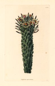 Hlava Medúzy, Euphorbia caput-medusae. Ručně kolorovaná mědirytina od George Cookea z botanického kabinetu Conrada Loddigese, Hackney. od Unbekannter Künstler