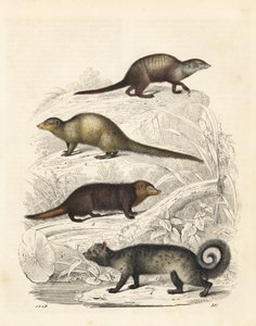 Surikata, Suricata suricatta 1, mangusta indická, Herpestes edwardsii 2, kusimansa obecná, Crossarchus obscurus 3, a cibetka asijská, Paradoxurus hermaphroditus 4. Ručně kolorovaná litografie z Knihy světa Carla Hoffmanna, Stuttgart. od Unbekannter Künstler