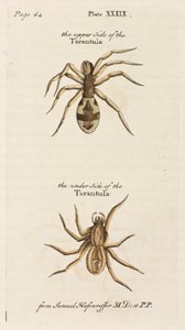 Mikroskopie od Unbekannt