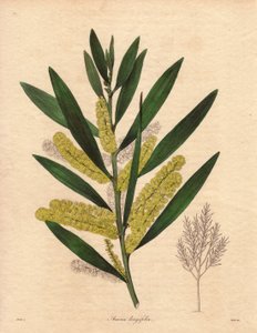 Housenice mimózy (Acacia longifolia), keř s vytrvalými listy, vysoký až 3 až 6 m, s květenstvím v dlouhých, citronově žlutých epizodách, velmi vonný. Rostlina původem z Nového Holandska (Austrálie), do Velké Británie introdukována v roce 1792. Ilustrace: R od Unbekannter Künstler