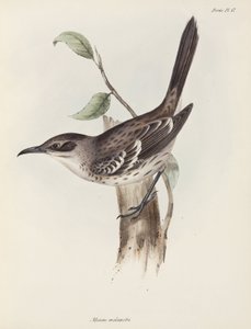 Mockingbird, Galapágy, c 1832-1836 od Unbekannter Künstler