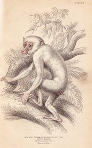 Makak maurský, Macaca maura (Macacus maimon brachyurus). Bílý maimon, pravděpodobně albínské mládě. Ručně kolorovaná ocelorytina od Lizarse podle ilustrace Charlese Hamiltona Smithe z Naturalist