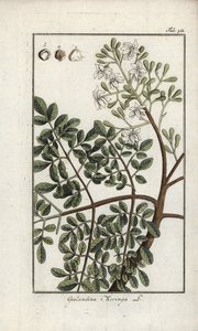 Moringa (Moringa oleifera). Litografie z knihy "Afbeelding der Artseny-Gewassen" od Johannese Zorna (1739-1799), Nizozemsko. od Unbekannter Künstler