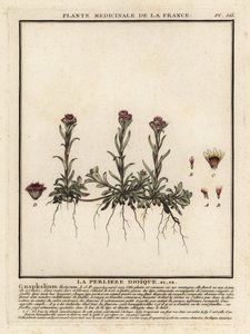 Hora věčná, Antennaria dioica. od Unbekannter Künstler