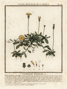 Jestřábník ušatý, Pilosella officinarum. od Unbekannter Künstler