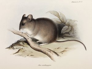 Myš, c 1832-1836 od Unbekannter Künstler
