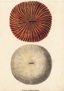 Houbový korál, Fungia fungites (Fungia agariciformis). Ručně kolorovaná ocelorytina z přírodovědné galerie Georga Friedricha Treitschkeho, Naturhistorischer Bildersaal des Thierreiches, Liepzig-1842. od Unbekannter Künstler