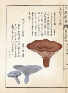 Houby: akahatsu lacatire a bílá shirohatsudake - japonský tisk od Kanena Iwasakiho (1786-1842), z knihy Honzo Zufu, obrazový průvodce léčivými rostlinami. od Unbekannter Künstler