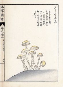 Houby: šimedži ašitaka - japonský tisk od Kanena Iwasakiho (1786-1842), z knihy Honzo Zufu, obrazový průvodce léčivými rostlinami od Unbekannter Künstler