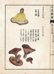 Houby: odrůdy mléčných předků (jedlé) - japonský tisk od Kanena Iwasakiho (1786-1842), z knihy Honzo Zufu, obrazový průvodce léčivými rostlinami od Unbekannter Künstler