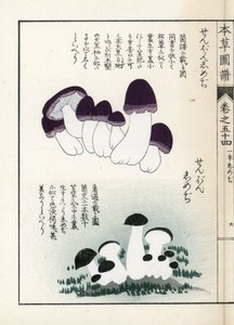 Houby: odrůdy šimedži (jedlé) - japonský tisk od Kanena Iwasakiho (1786-1842), z knihy Honzo Zufu, obrazový průvodce léčivými rostlinami od Unbekannter Künstler