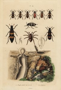 Mygalomorph padací pavouk a jeho hnízdo a brouci, druh Mylabris od Unbekannt