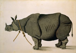 NHD-32 (47) Nosorožec možná ze sbírky Francise Buchanana, kolem roku 1800, neznámý umělec od Unbekannter Künstler