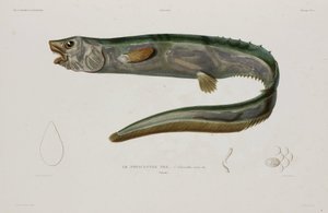 Natacanthus nasus, Island, počátek 19. století od Unbekannter Künstler