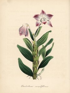 Náhrdelníková orchidej Dendrobium moniliforme, Dendrobium moniliforme. Ručně kolorovaná zinkografie C. Chabota nakreslená slečnou M. A. Burnettovou z její knihy "Plantae Utiliores: or Illustrations of Useful Plants", Whittaker, London. od Unbekannter Künstler