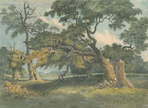 Needwood - Oak Tree: malba akvarelem, nd [~19. století] od Unbekannt