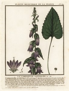 Zvonek kopřivový, Campanula trachelium. od Unbekannter Künstler