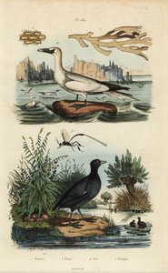 Hlavatka severní, Morus bassanus 4, lyska červenočelá, Fulica rufifrons 5, mořská řasa Flustra foliacea 1,2 a vosa Gasteruption 3 od Unbekannt