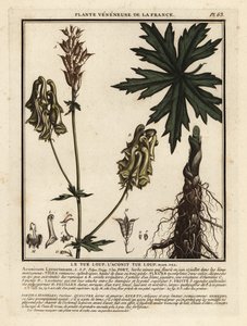 Vlkodav severní, Aconitum lycoctonum. od Unbekannter Künstler