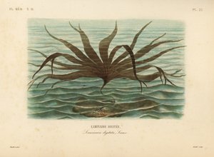 Veslunka, Laminaria digitata, řasa prstná od Unbekannt