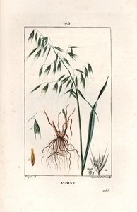 Oves Cultivee neboli byzantský oves - Rytina od Lamberta filse, podle kresby Pierra Jeana Francoise Turpina (1775-1840), převzato z La flore medicale, Chaumeton, Poiret et Chamberet, Paříž 1830 - Oves, Avena sativa - Rytina od Lamberta ml. z roku 1830 od Unbekannter Künstler