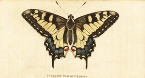 Old World otakárek, Papilio machaon., 1800 (rytina) od Unbekannter Künstler
