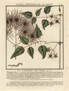 Vousy starého muže, Clematis vitalba. od Unbekannter Künstler