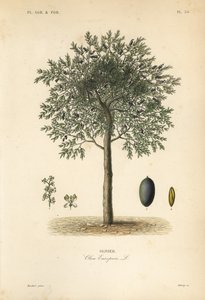 Olivovník, Olea europaea, olivovník od Unbekannt