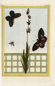 Ophrise má květy ve tvaru hmyzu. Mucholapka, Ophrys insectifera. Dlouhověký kvítek Doris, Heliconius doris. Ručně kolorovaný lept od Pierra Josepha Buchoze "Vzácná a osvětlená sbírka nejkrásnějších a nejpodivuhodnějších květin, pěstovaných jak v zahradách od Unbekannter Künstler