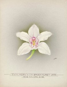 Orchidej od Unbekannter Künstler