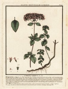 Oregano nebo divoká majoránka, Origanum vulgare. od Unbekannter Künstler