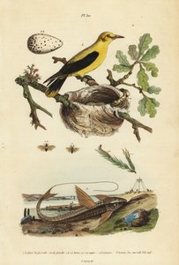 Kos žluva, Gymnomystax mexicanus, hnízdo a vejce 3, pancéřovka čokoládová loricarid, Loricaria cataphracta 2 a pilatka borovicová, Neodiprion sertifer 1 od Unbekannt