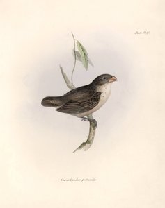 Ornitologie: "Popis vrabce, kterého Charles Darwin (1809-1882) pozoroval během své expedice na palubě lodi Beagle. Deska z knihy "The zoology of the voyage of the H.M.S. Beagle. Let. III, Ptáci popsaní od Unbekannter Künstler