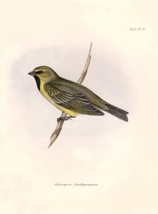 Ornitologie: "Darwina (1809-1882), pozorovaného během jeho expedice na palubě lodi Beagle. Deska z knihy "The zoology of the voyage of the H.M.S. Beagle. Let. III, Ptáci popsaní Johnem Gouldem, s n od Unbekannter Künstler